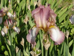 bel_iris_20211127_1558598078